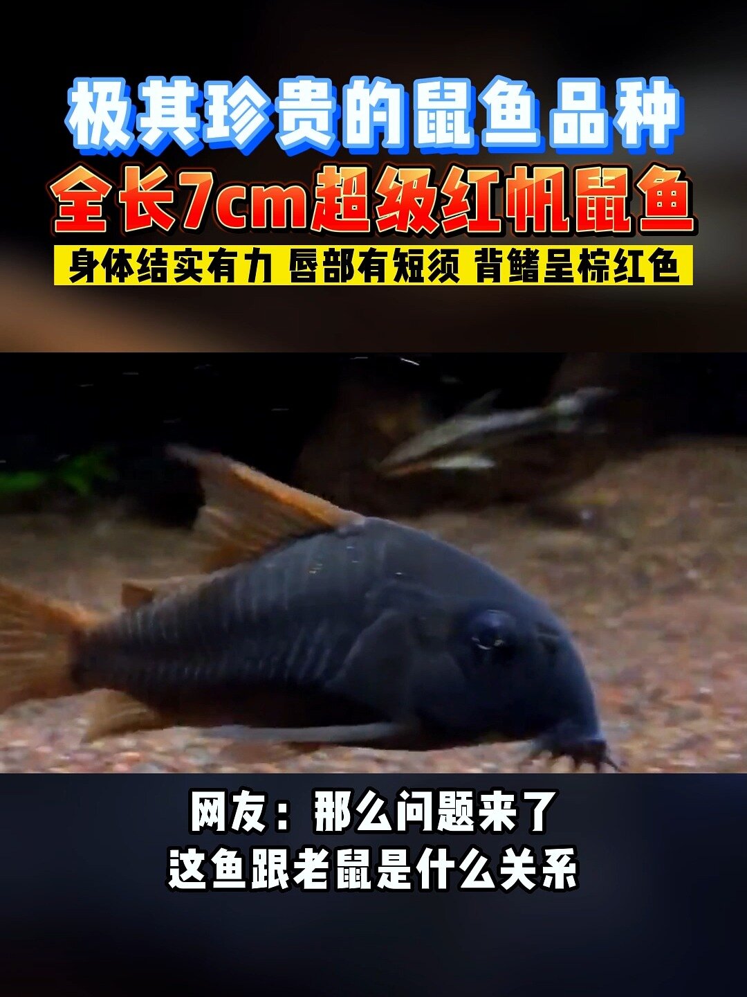 极其珍贵的鼠鱼品种