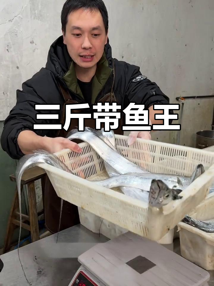 舟山带鱼王,三斤超大超嫩!