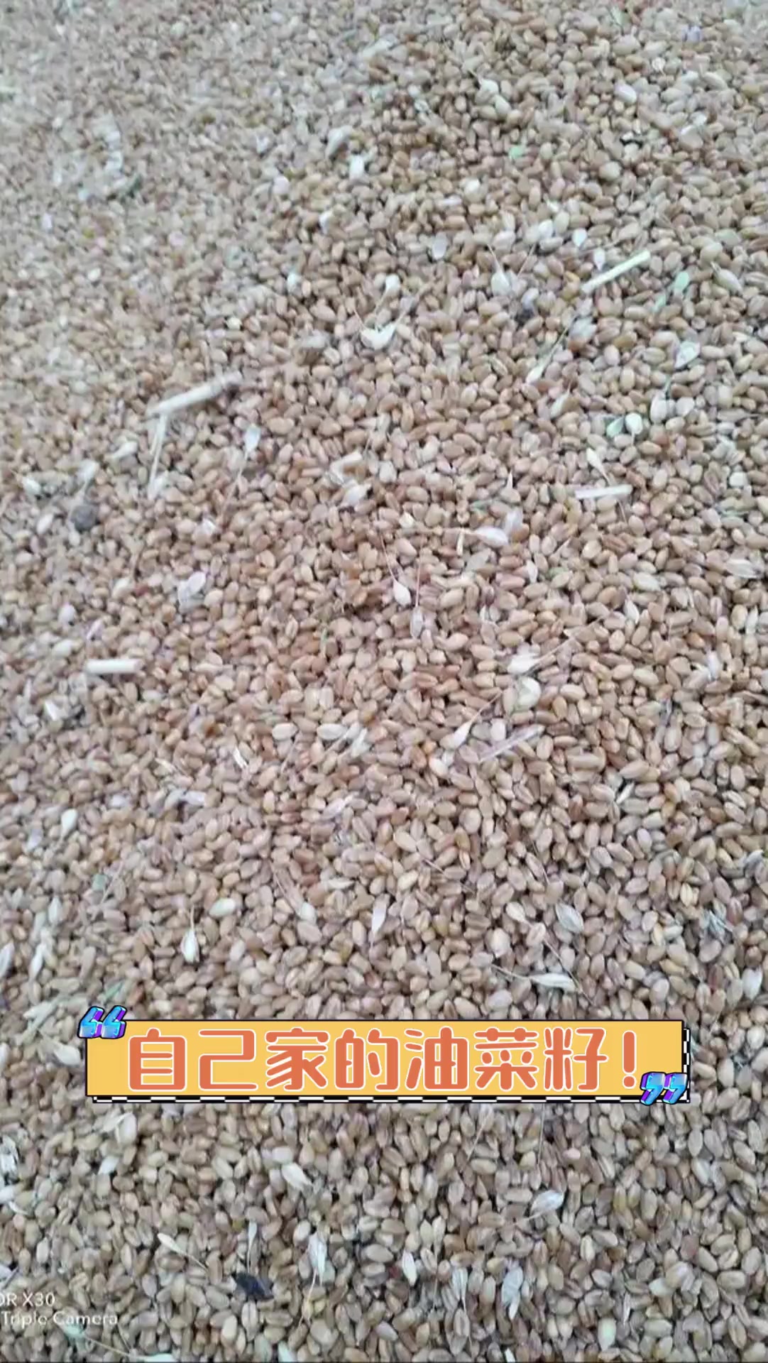 自己家的油菜籽!