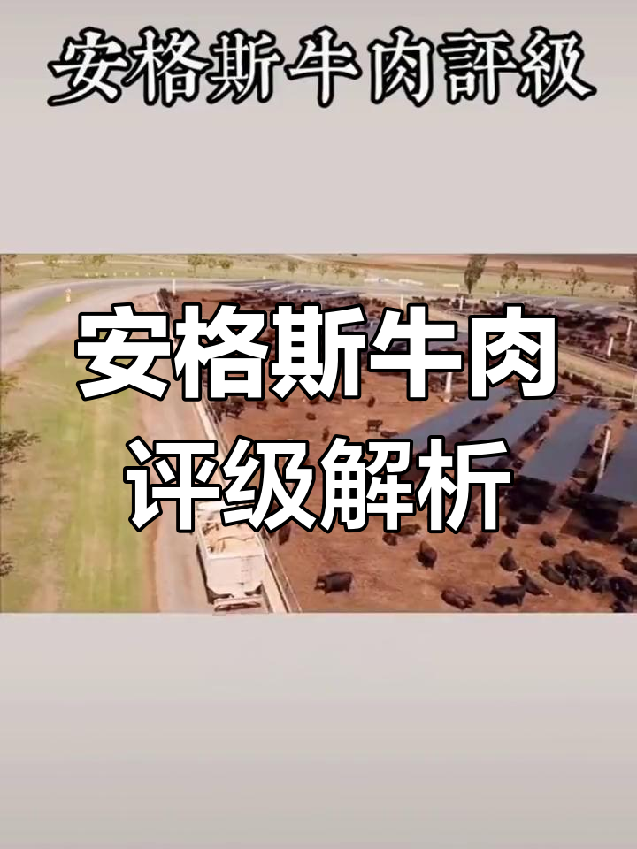 美国安格斯牛肉评级揭秘:从风味到嫩度,如何挑选最合适的等级