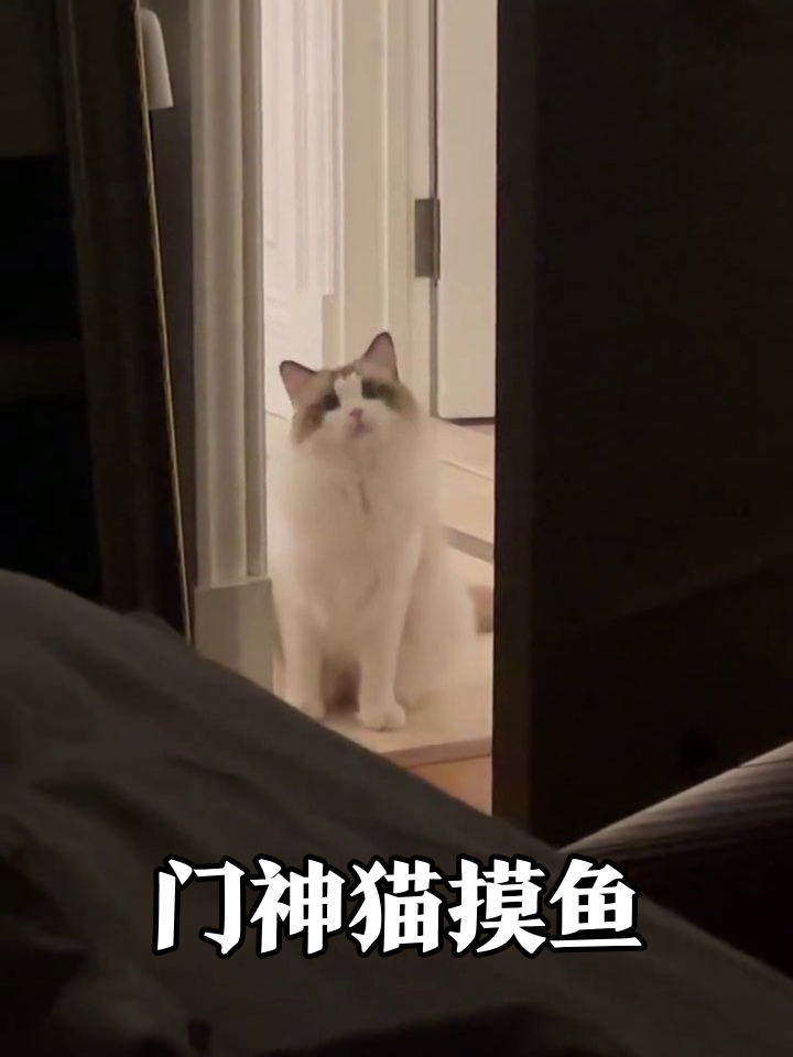 猫届显眼包!坐门口一脸懵圈转头像摸鱼被抓包