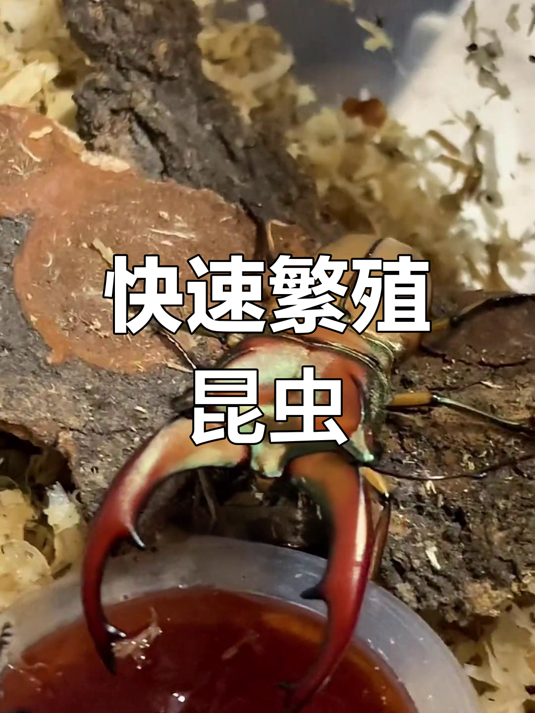 鸡冠锹甲的繁殖挑战