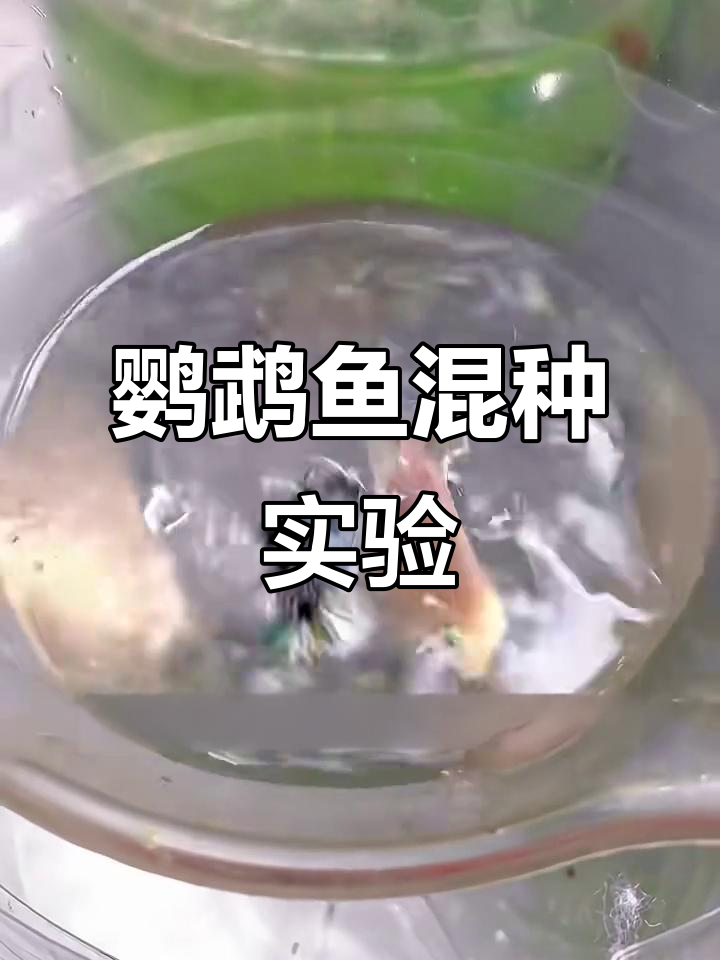 宝蓝与白金鹦鹉鱼杂交,后代会有什么惊喜?
