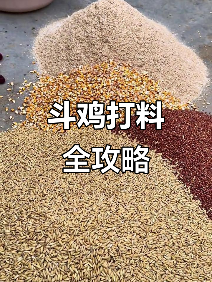 斗鸡打料配方大揭秘,17斤混合食材助你提升战斗力