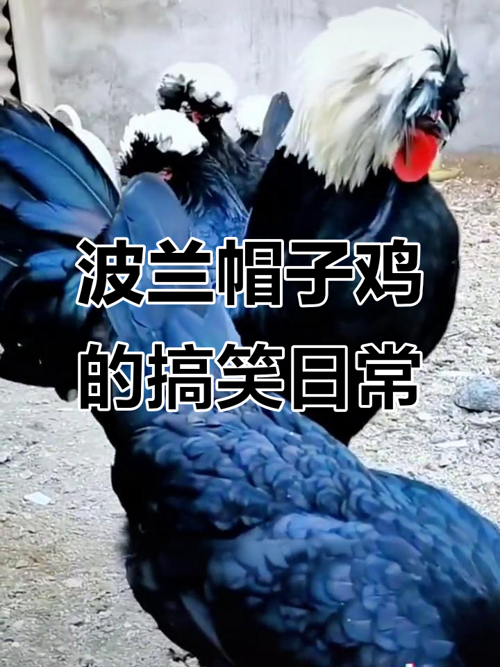 波兰帽子鸡：天生明星范，走路一摇一晃太可爱