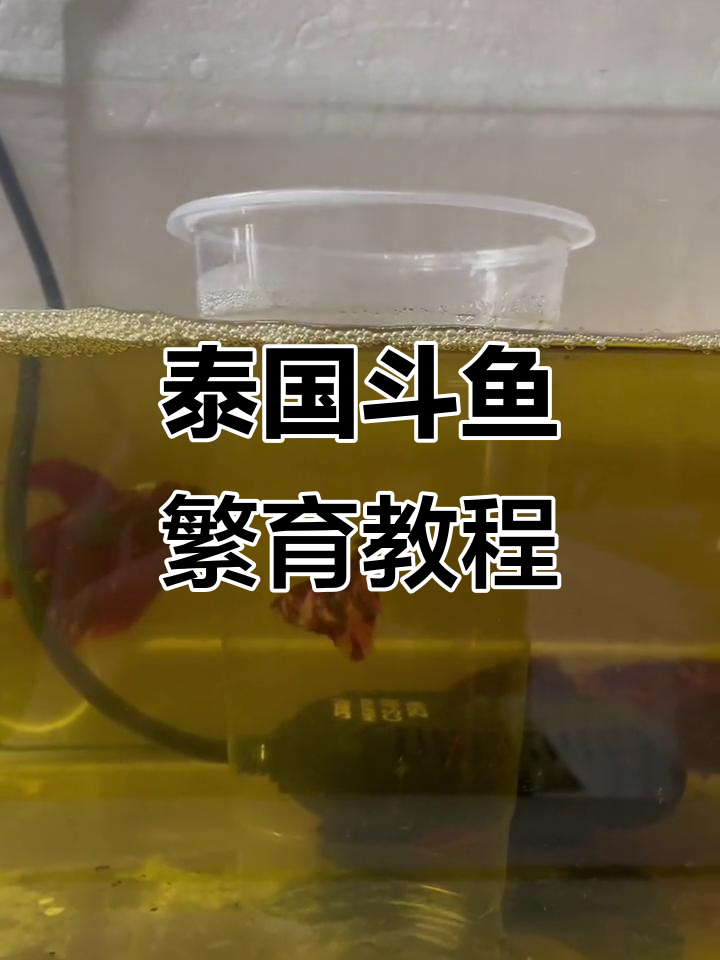 泰国斗鱼繁殖过程揭秘:公母追逐与泡泡窝
