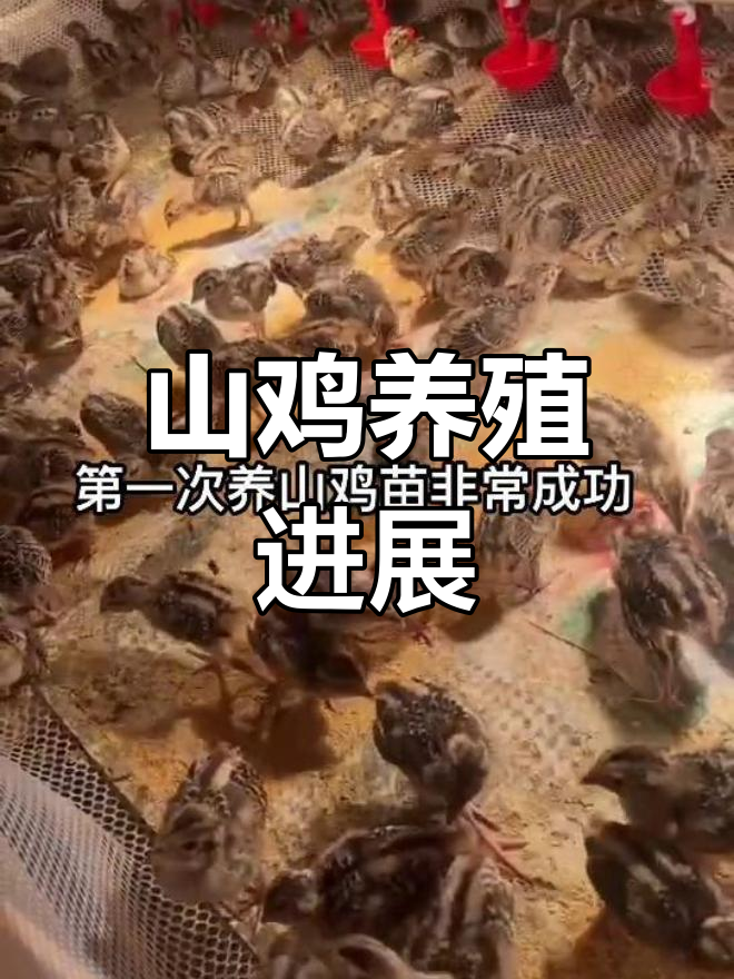 七彩山鸡养殖成功,每天损失一两只,第七天变化惊人