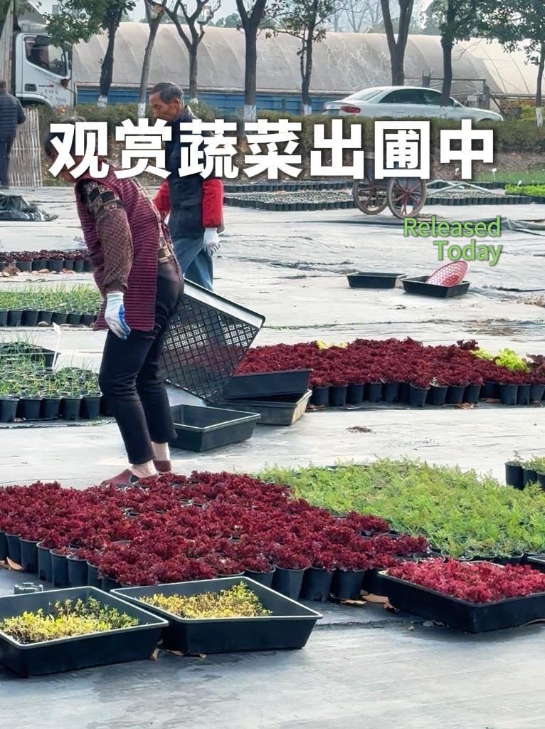 2025-2026冬春季观赏蔬菜,现还有50多个品种,华东地区冬天露天自然越冬,生长周期可