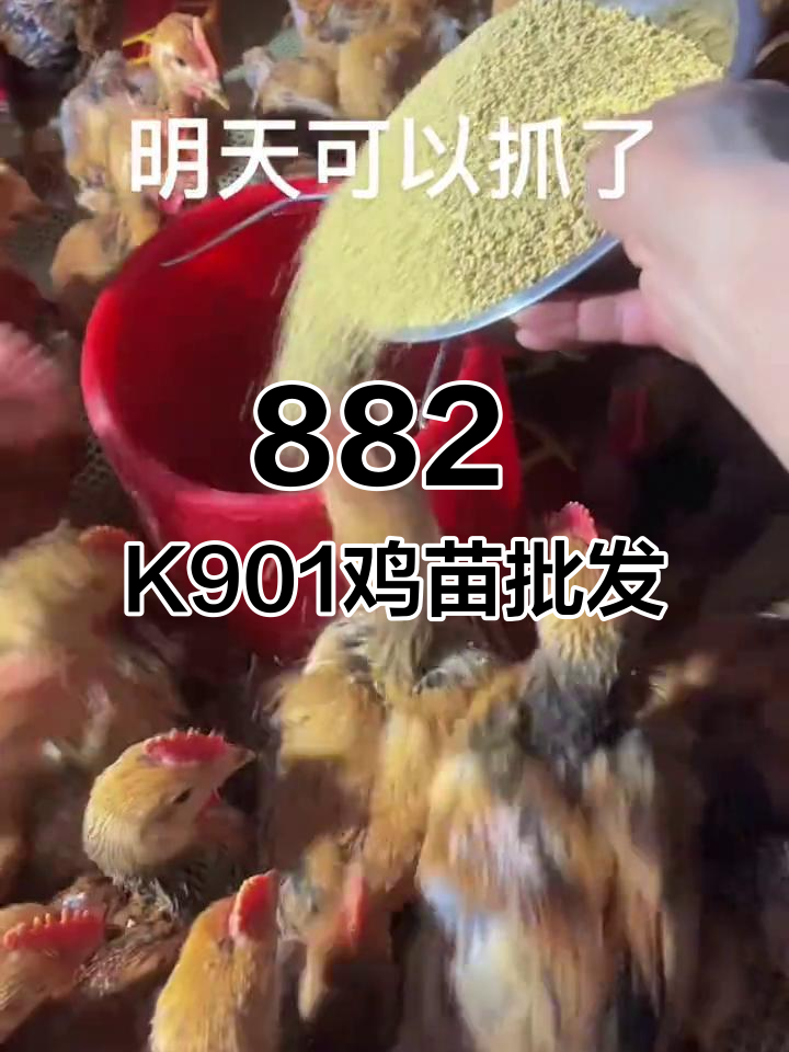 正宗882与K901鸡苗批发,品质保证