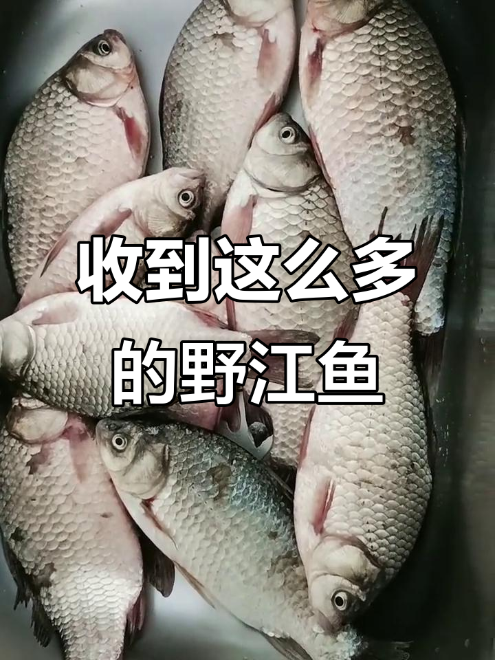 同学送来野生乌苏里江鱼,竟然这么多!