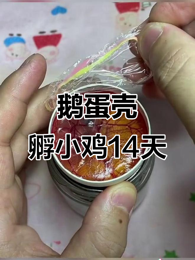用鹅蛋壳孵化小鸡，14天发育全过程大揭秘