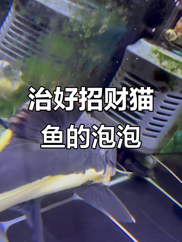 招财猫鱼腮旁大泡泡,竟然被我治好了!