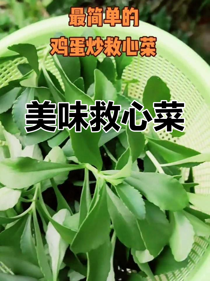 救心菜简单做法,鸡蛋搭配完美,味道鲜美不苦涩