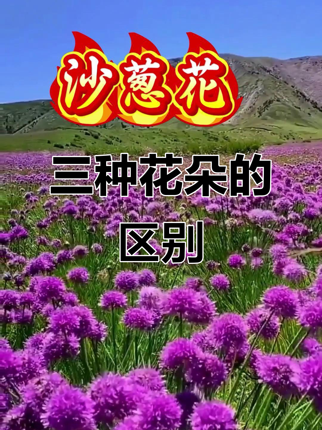泽蒙花、韭菜花与沙葱花的区别,你了解吗?