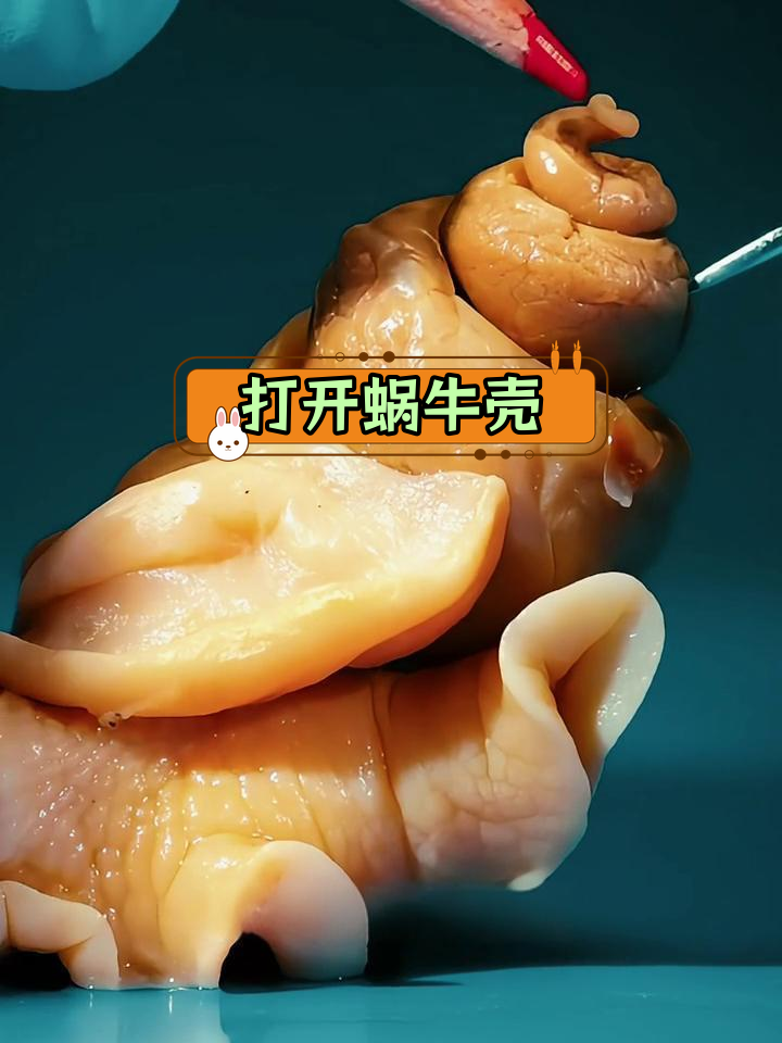 蜗牛内部结构揭秘