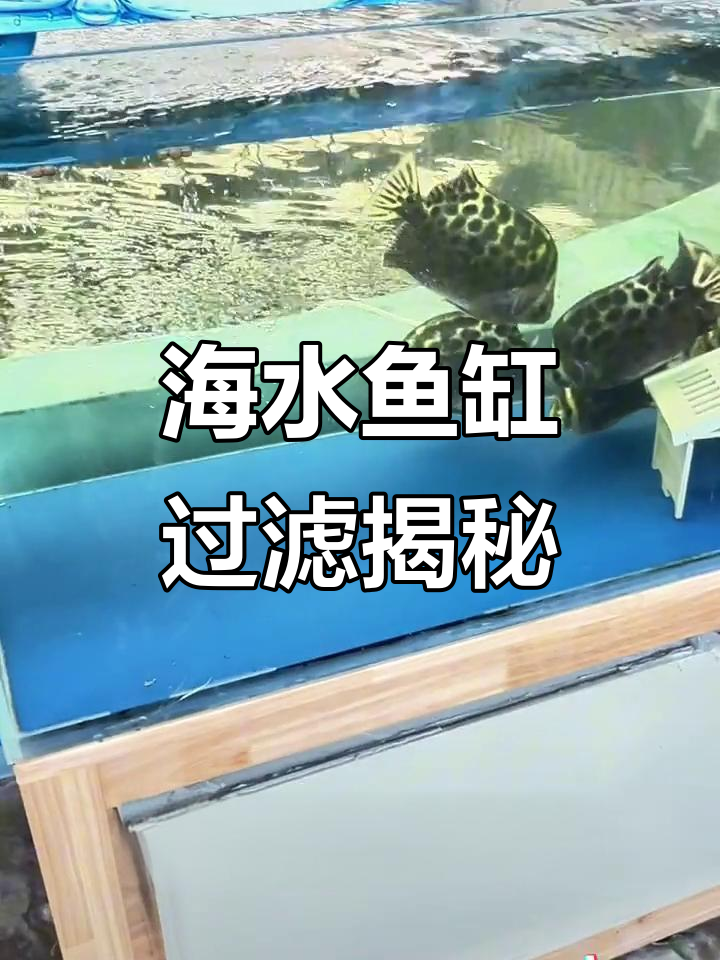海水鱼缸免清洗,青骨鱼与石斑鱼的美丽共舞