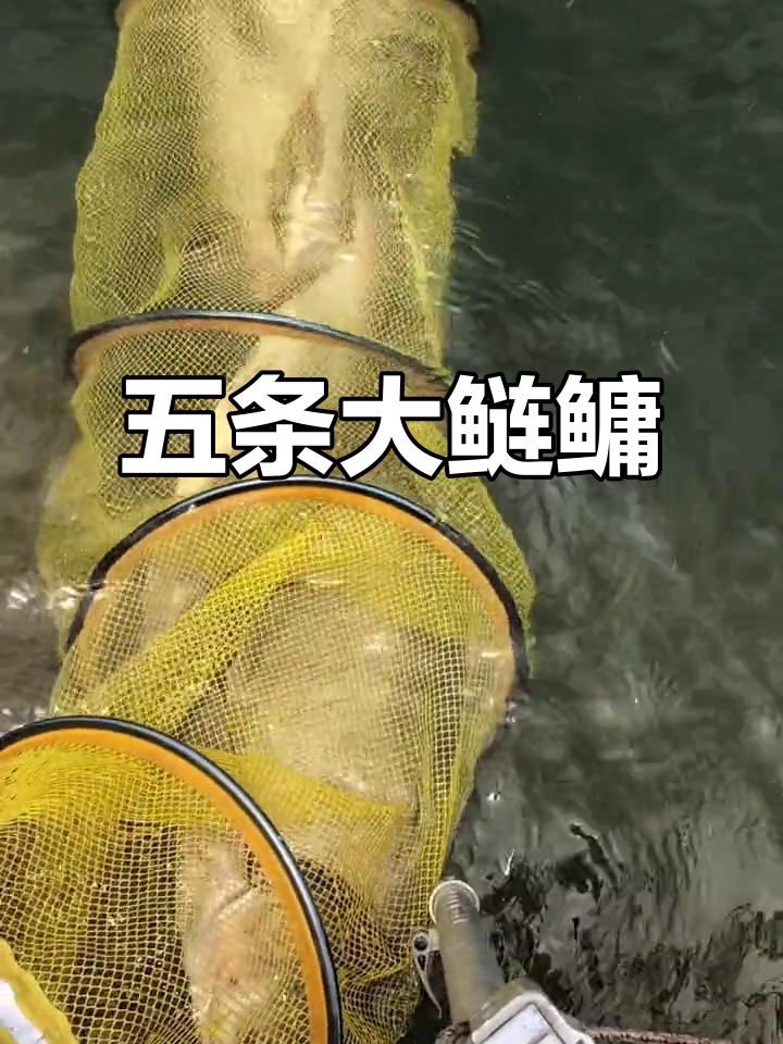 浮钓鲢鳙大丰收，五条连上鱼护爆满！