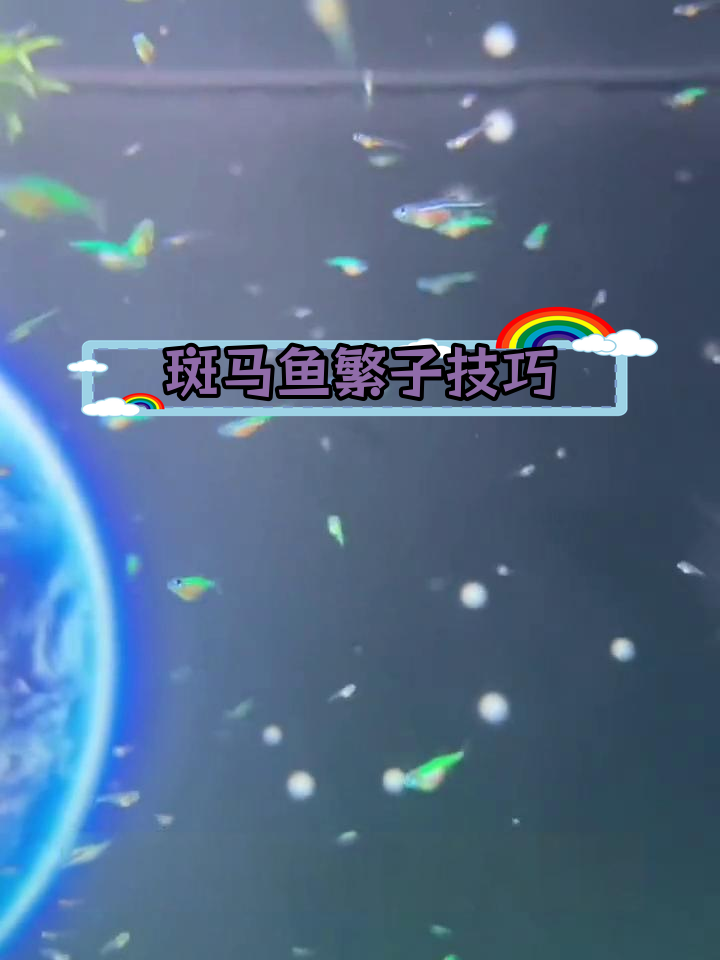 斑马鱼繁殖全攻略