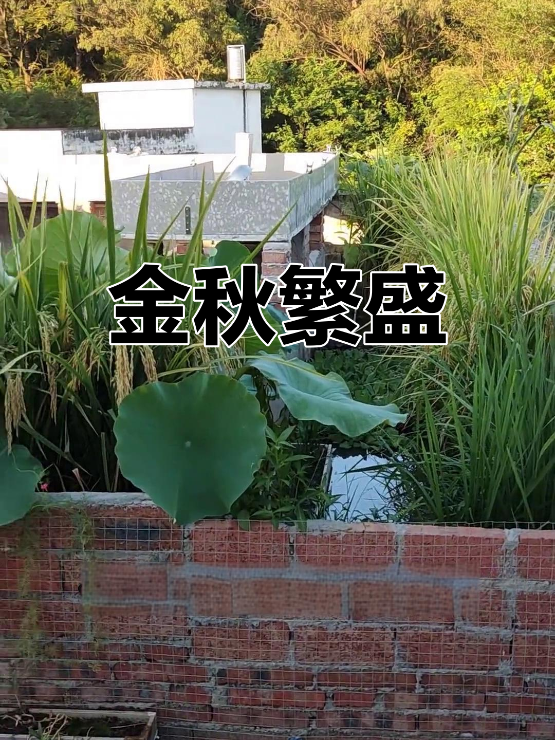 秋风起,鱼池丰收,楼顶生机勃勃!