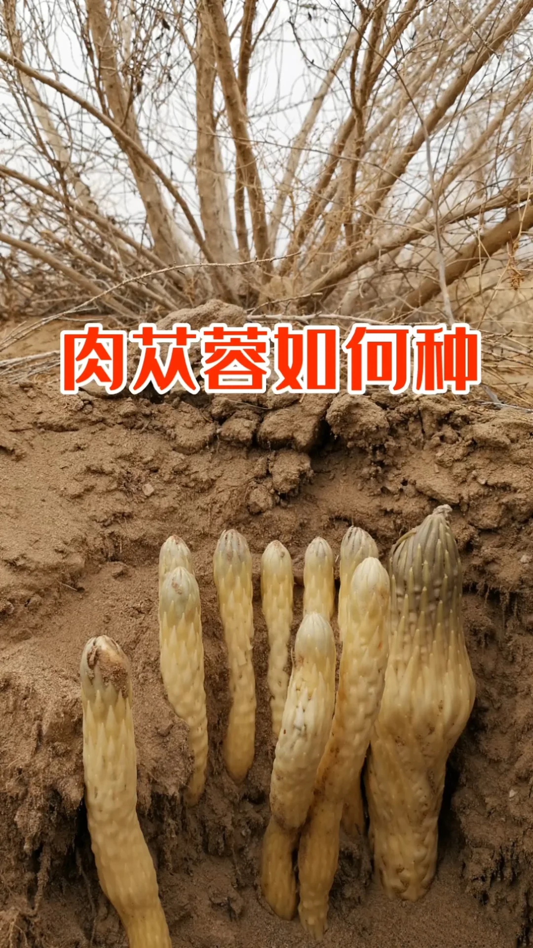 肉苁蓉是如何种出来的?