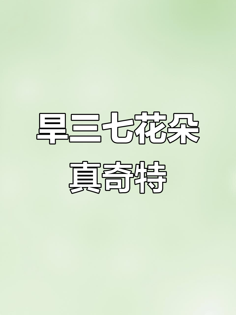 旱三七的花朵竟然像狗尾巴酸浆花,太有趣了!