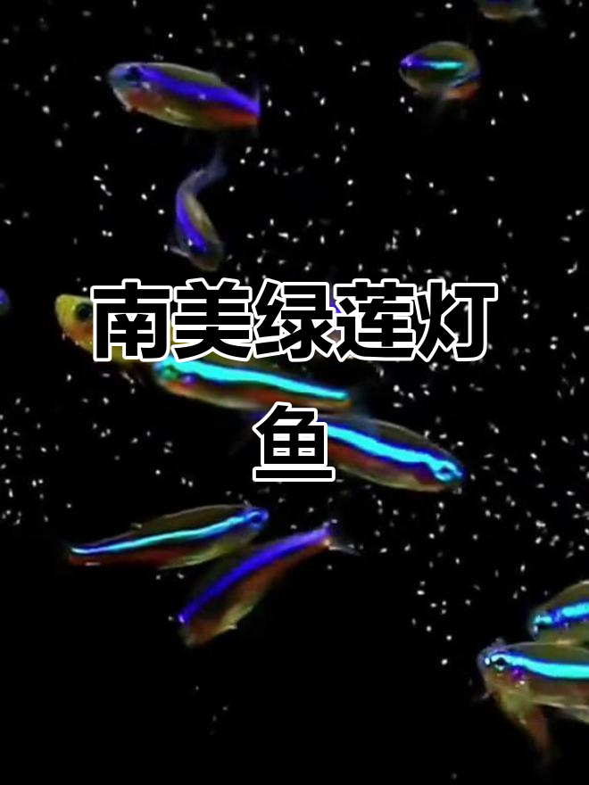 绿莲灯鱼：活泼的南美霓虹灯，群养更美丽