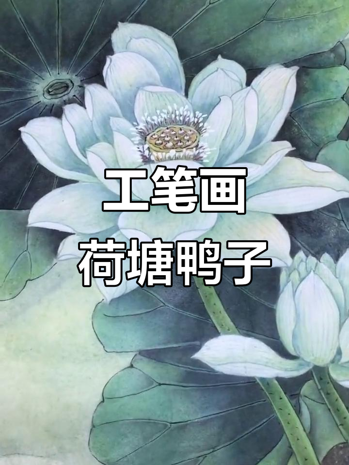 荷花与鸭子的工笔之美,细腻画面展现自然和谐
