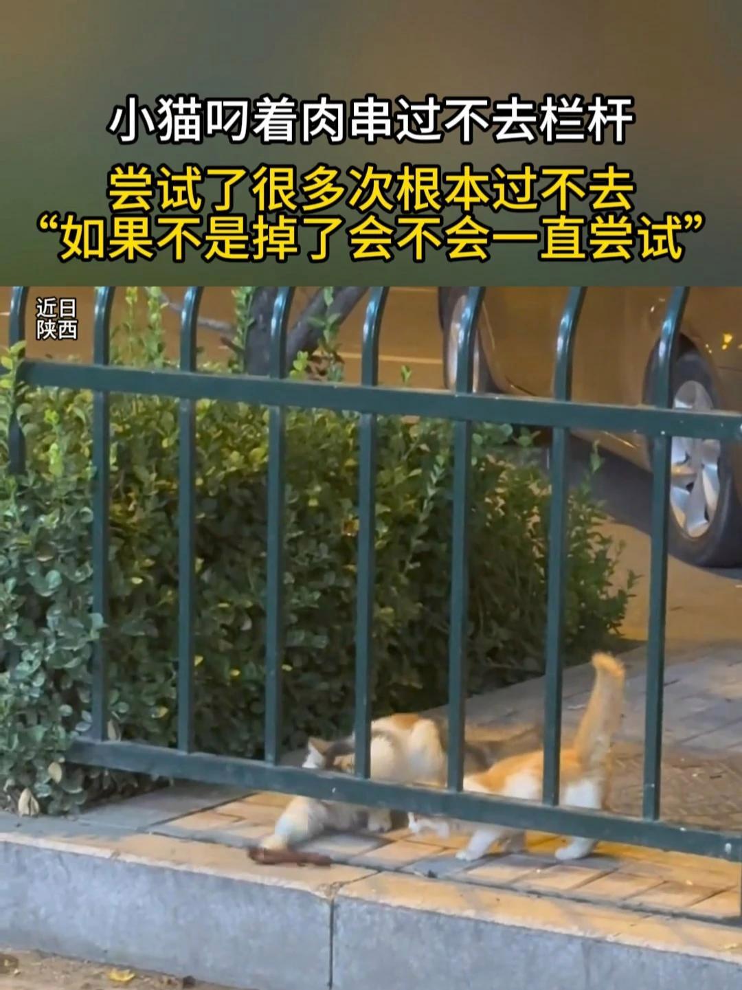 鳗鱼干 鱼干 特产 海鱼 鳗鱼