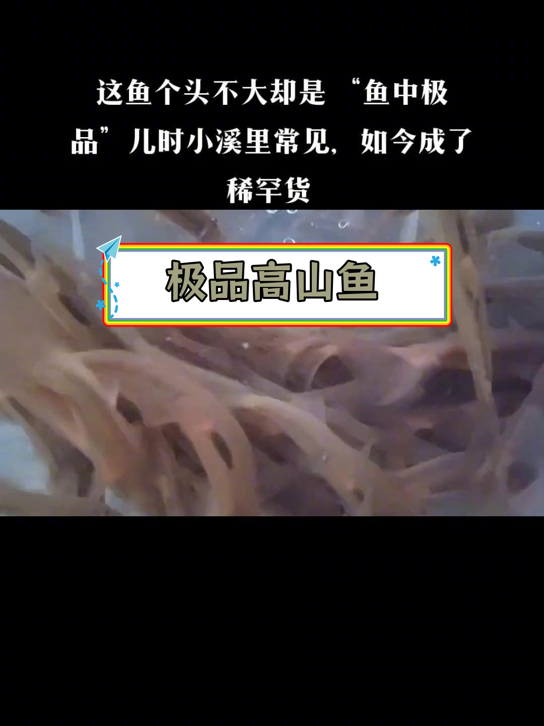 高山冷水鱼,虽小却珍贵