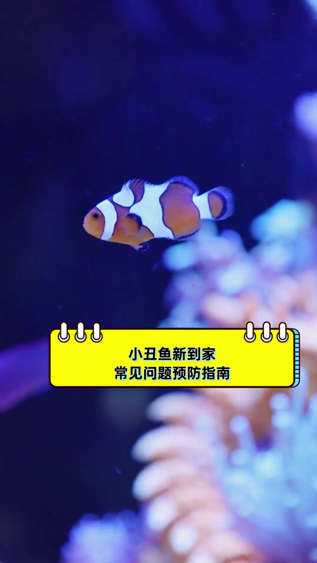 小丑鱼新到家,常见问题预防指南