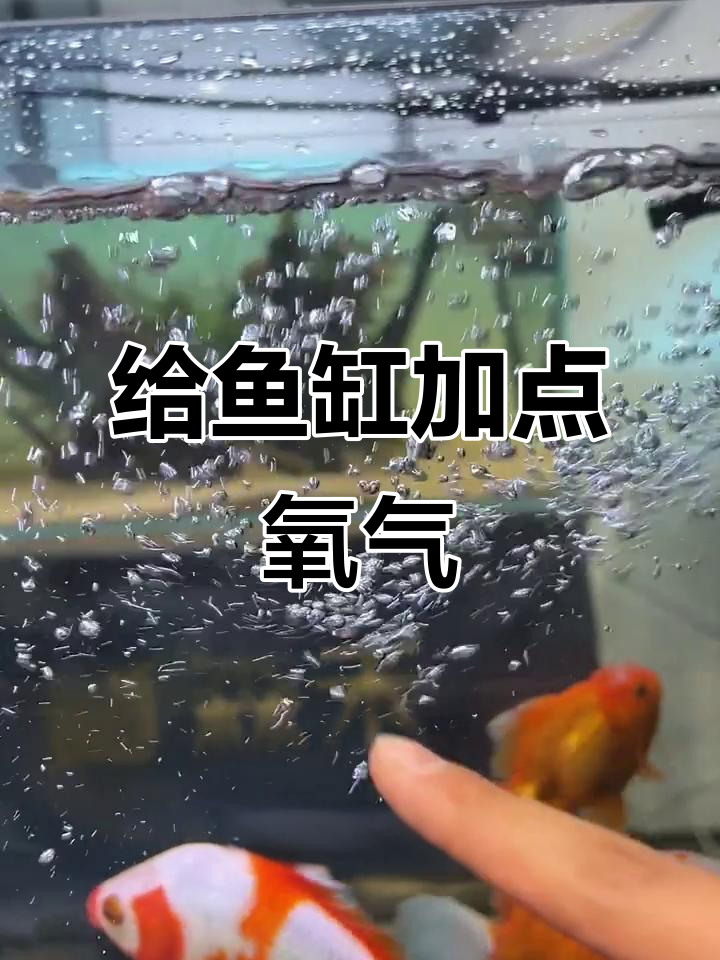 鱼缸出水口装个它,增氧效果超乎想象