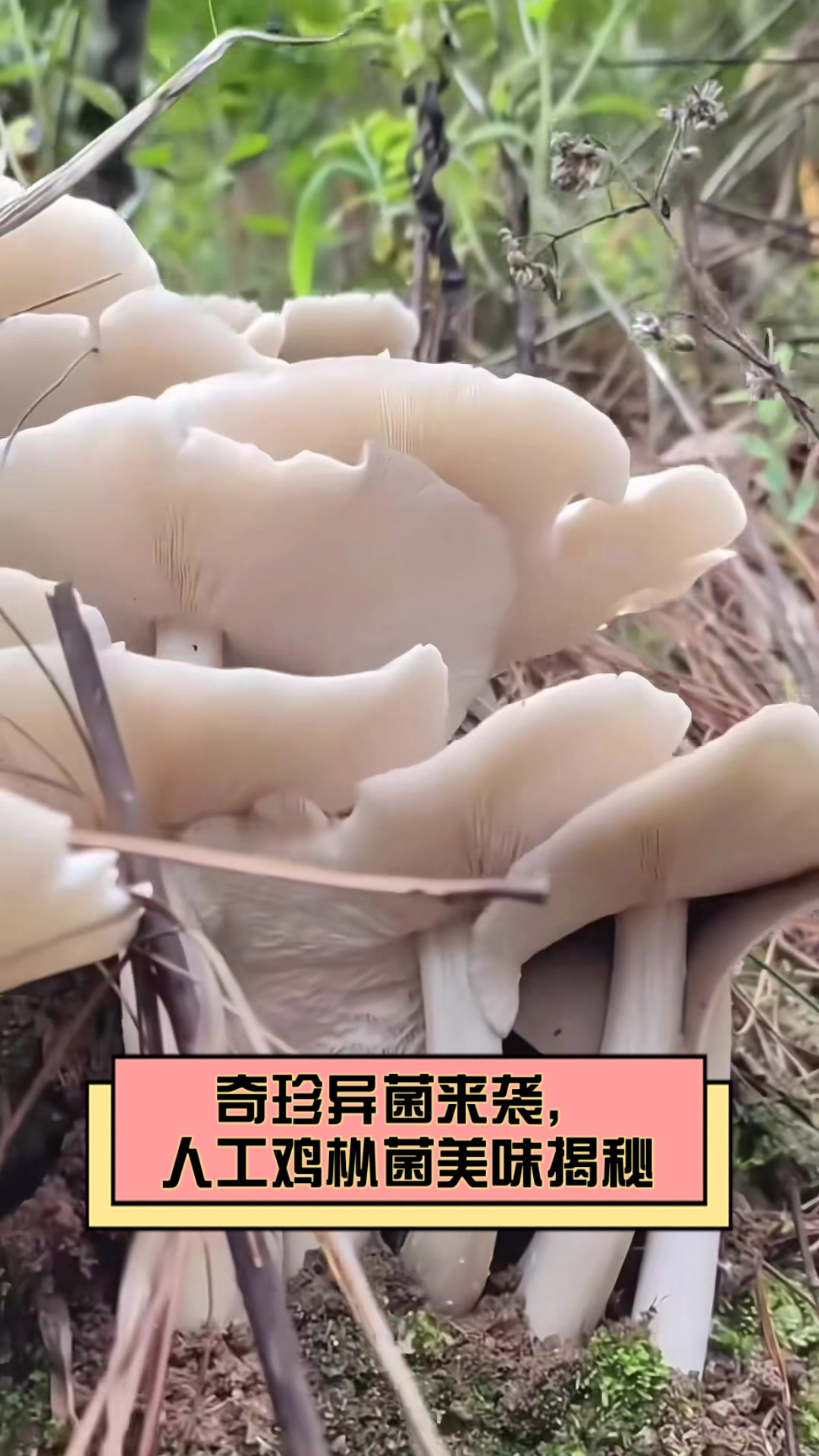 奇珍异菌来袭,人工鸡枞菌美味揭秘