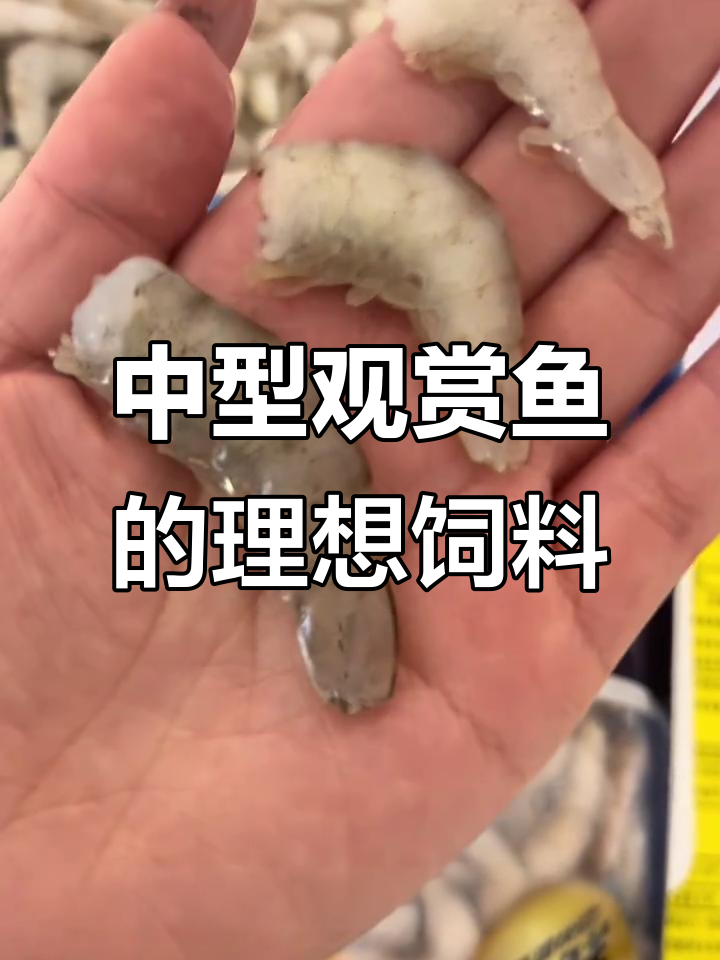 淡水河虾,补钙增色必备!中大型观赏鱼最爱吃的美味