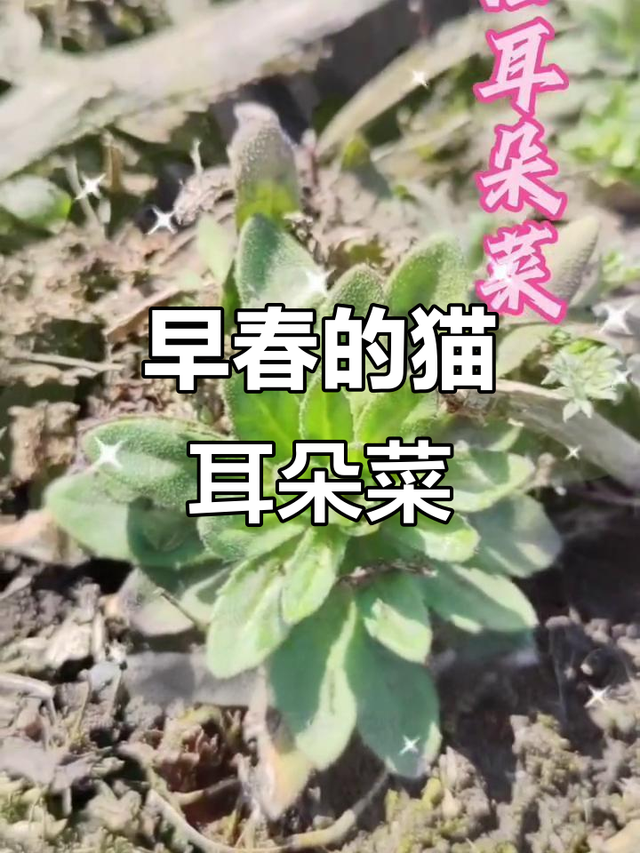 猫耳菜：最早野菜的秘密与美味
