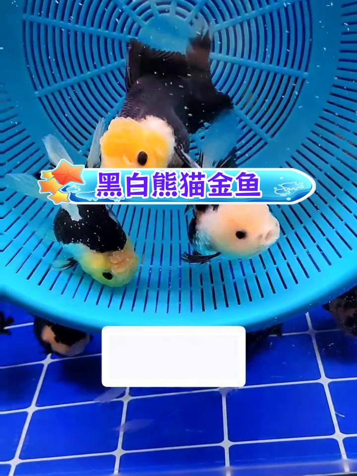 熊猫金鱼:黑白分明的独特品种