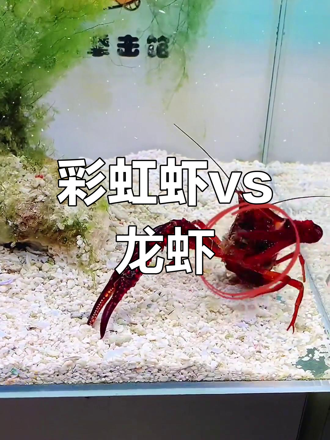 彩虹虾与龙虾的“脑瓜崩”对决,谁更胜一筹?