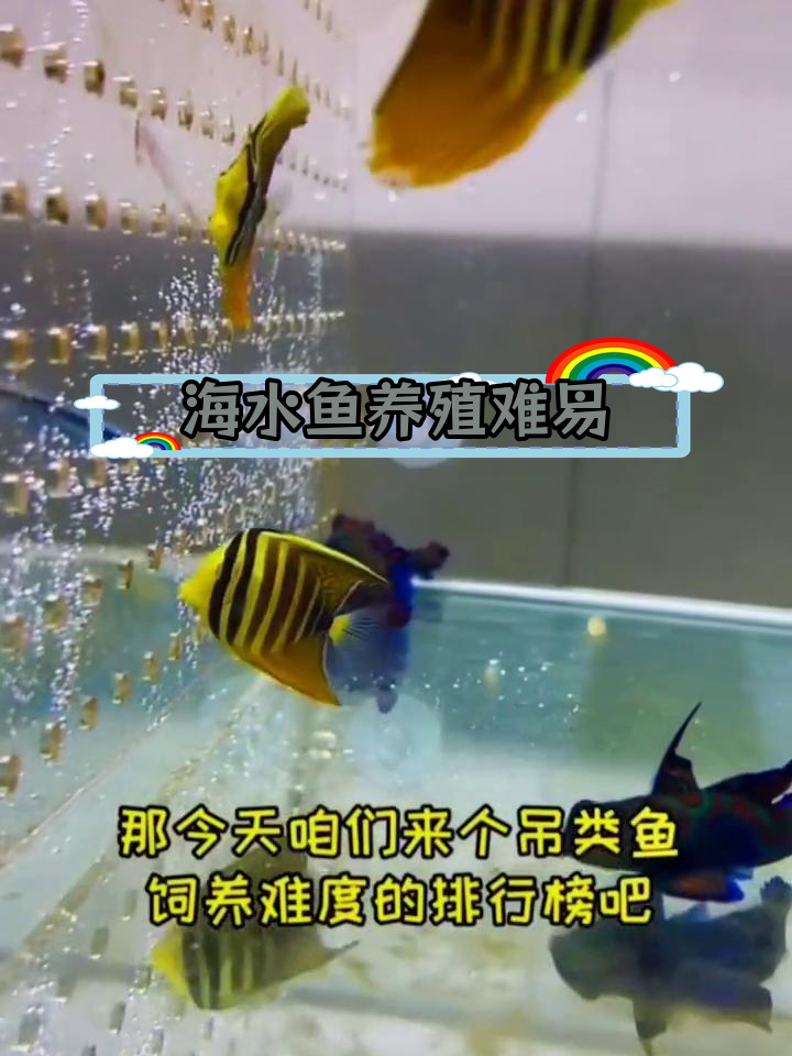 海水鱼吊类饲养难度排行