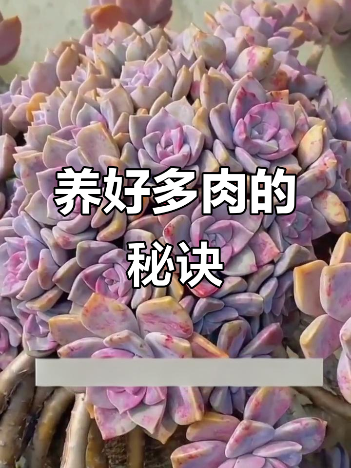 多肉植物养护秘籍：浇水不够，肥料才是关键
