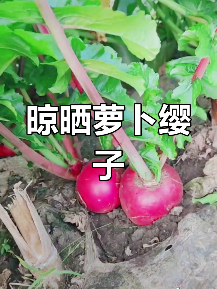 萝卜缨子晒干,冬季炖排骨更美味