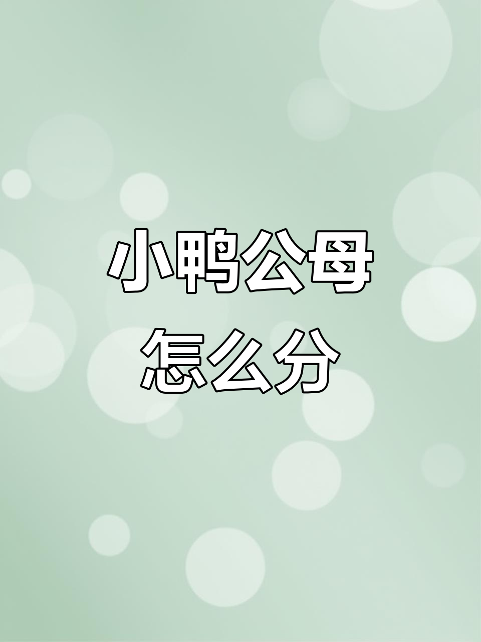 十只小鸭子公母难辨,黑黑的真可爱