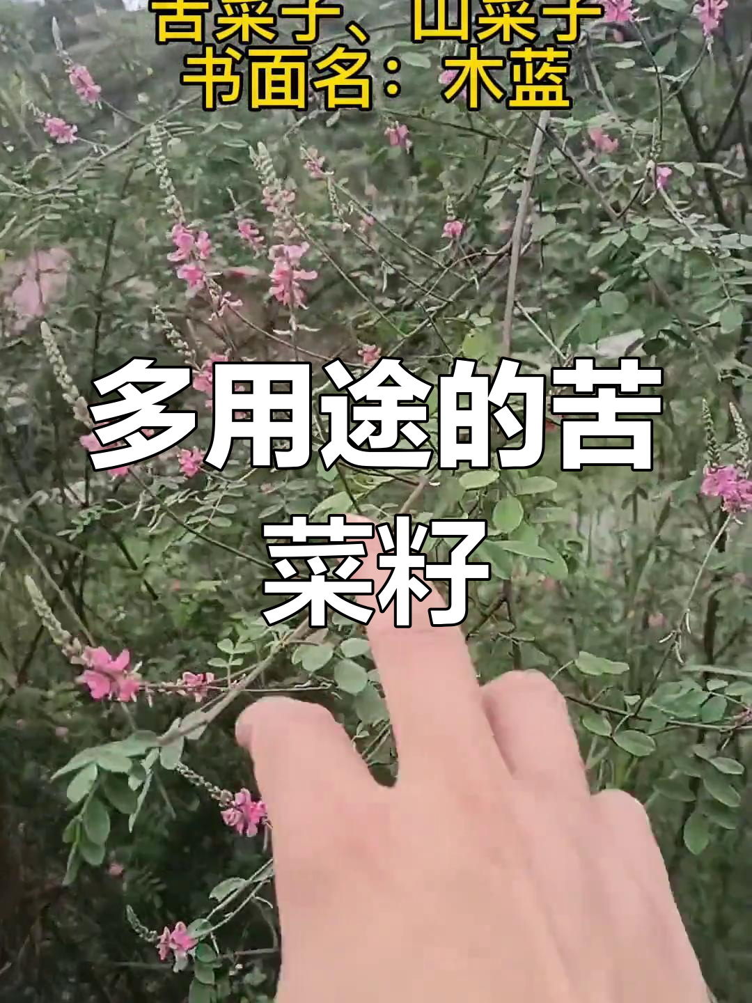 苦菜籽与山菜的全面应用