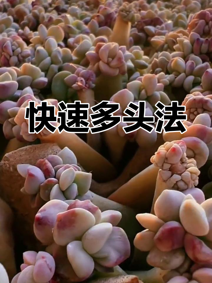 多肉叶片扦插技巧,轻松促进新芽生长