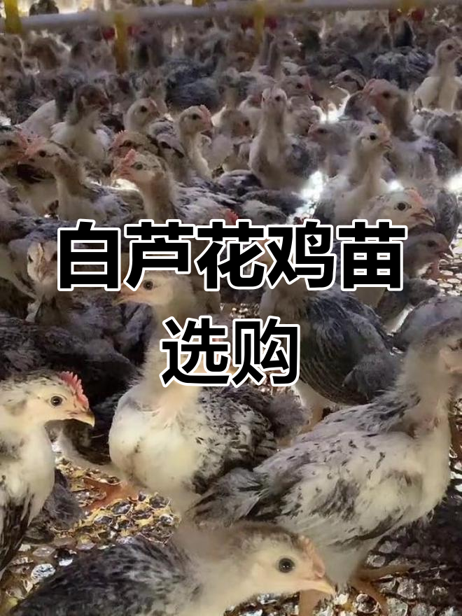 芦花鸡苗公母搭配,散养土鸡养殖技巧