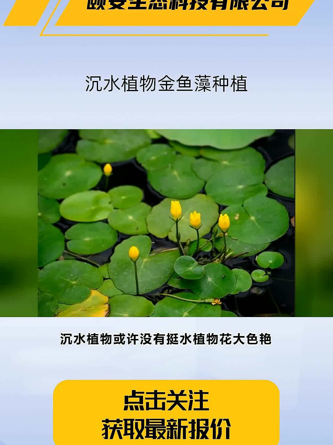 沉水植物金鱼藻种植