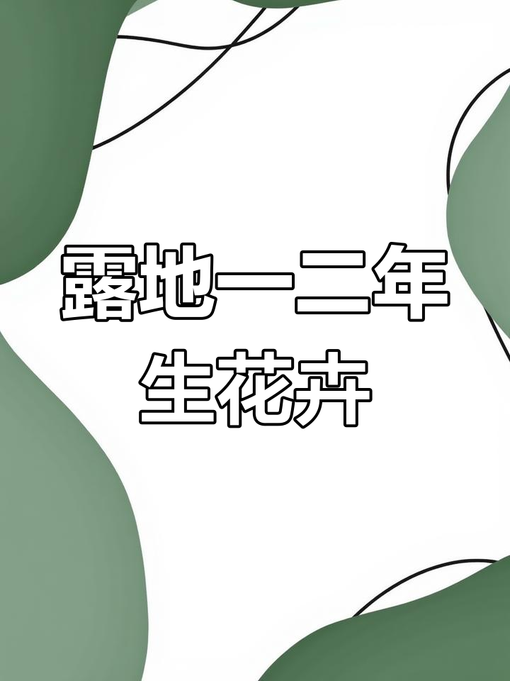 大花马齿苋的种植技巧