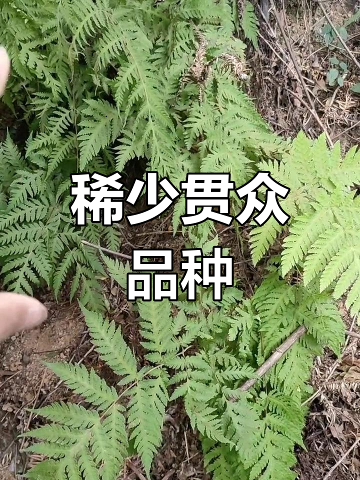 野生山货贯众与乌鸡头