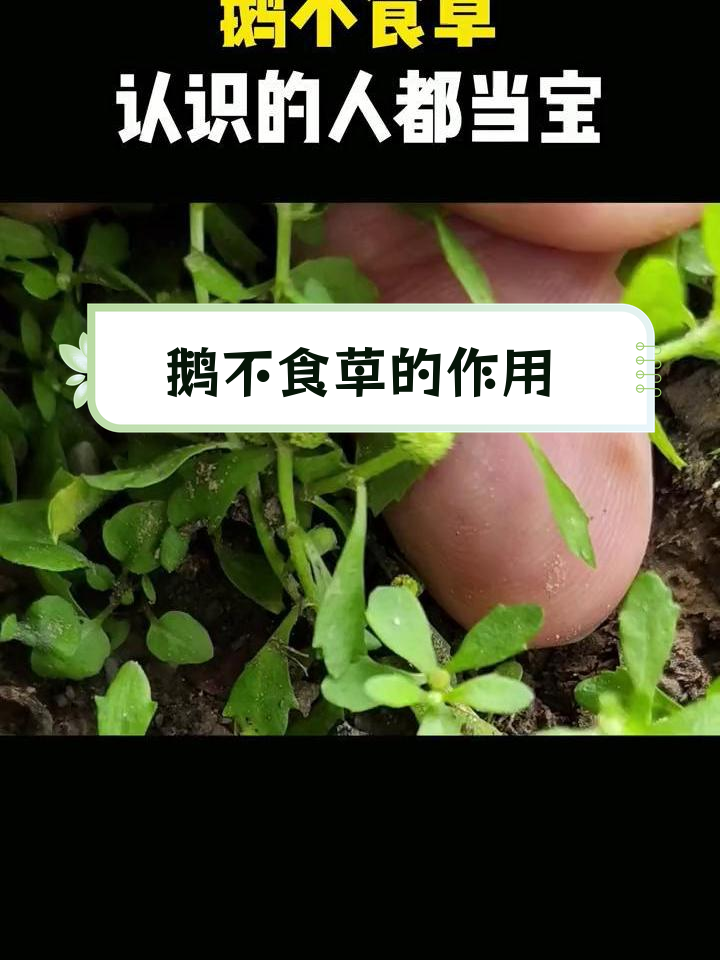 鹅不食草的独特功效与应用