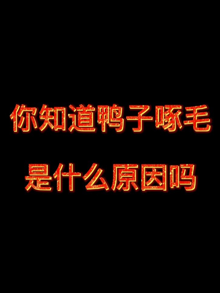 鸭子啄毛的原因你知道吗