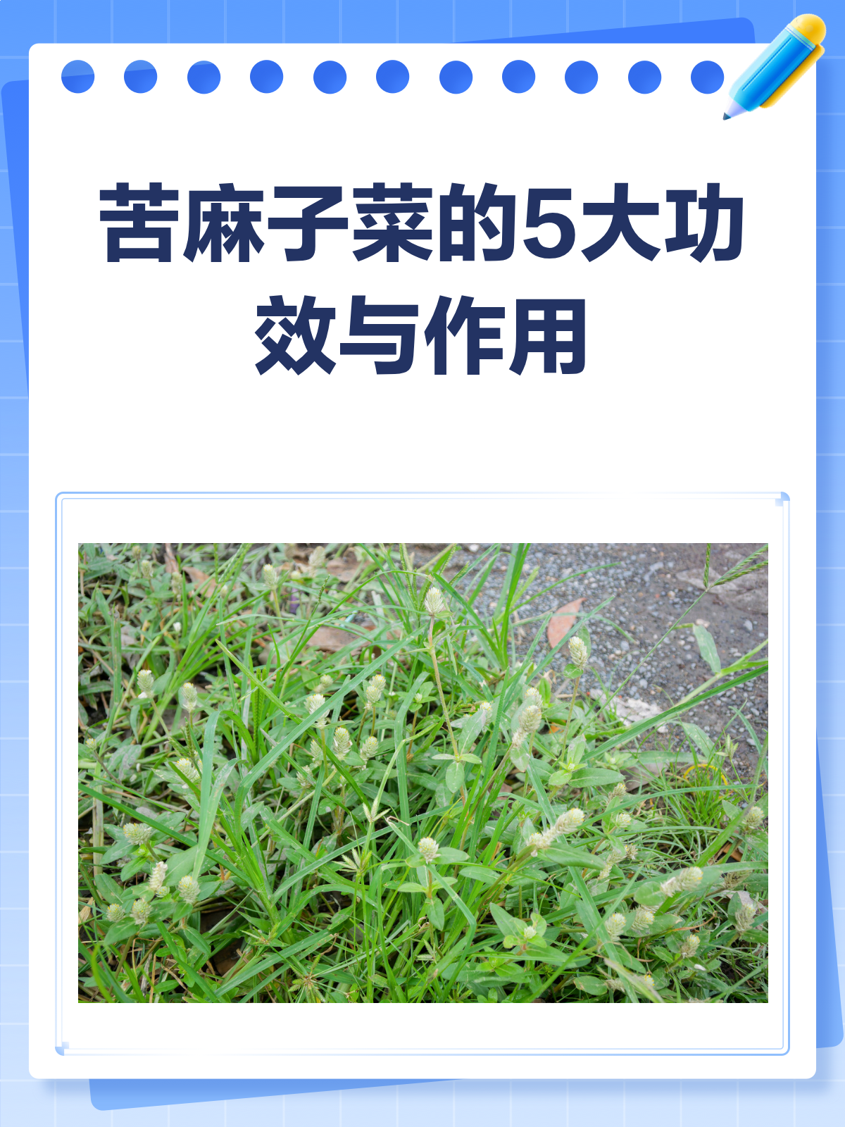苦麻子菜，你了解多少？它的功效与作用大揭秘！