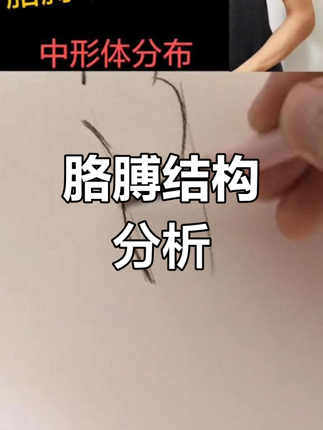 胳膊解剖结构详解,掌握肌肉与骨骼比例